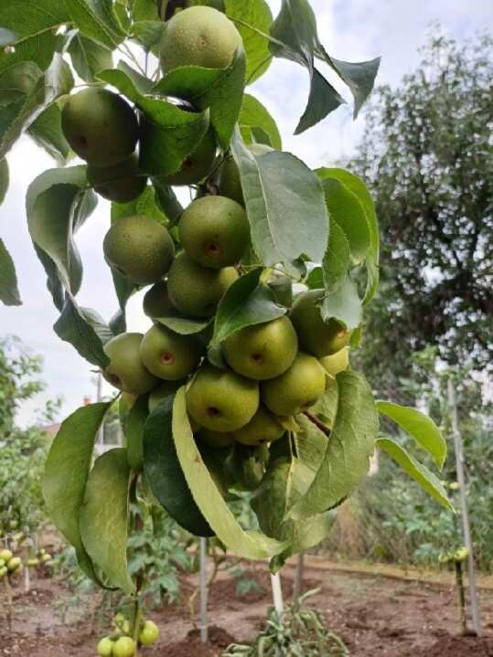 Pozemok v srdci obce Veľká Ida